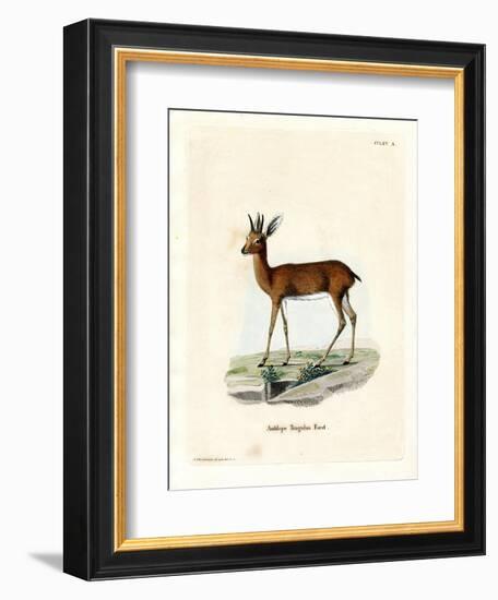 Steenbok-null-Framed Giclee Print