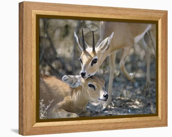 Steenboks-null-Framed Premier Image Canvas