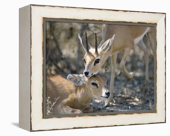 Steenboks-null-Framed Premier Image Canvas