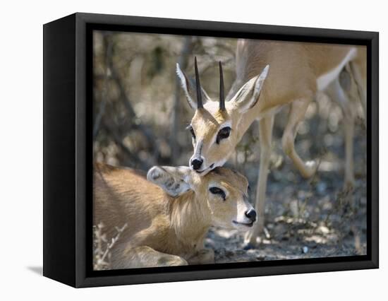 Steenboks-null-Framed Premier Image Canvas