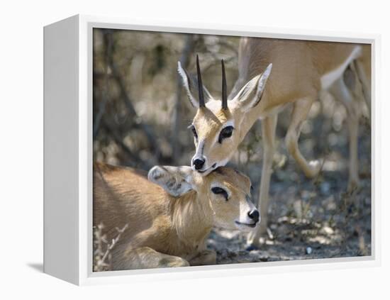 Steenboks-null-Framed Premier Image Canvas