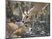 Premium Photographic Print