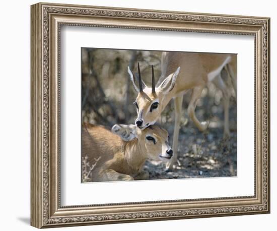 Steenboks-null-Framed Photographic Print