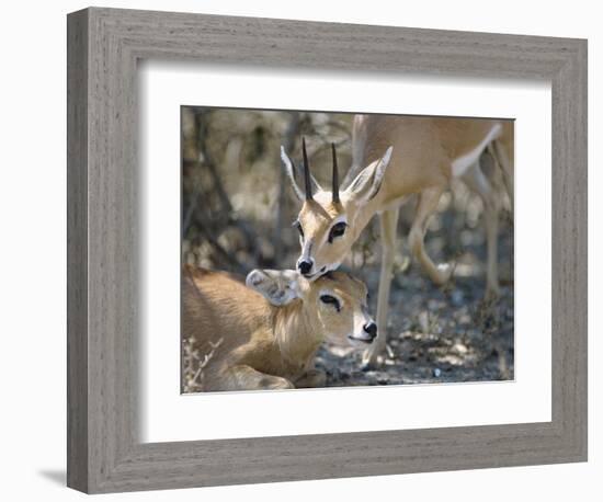 Steenboks-null-Framed Photographic Print