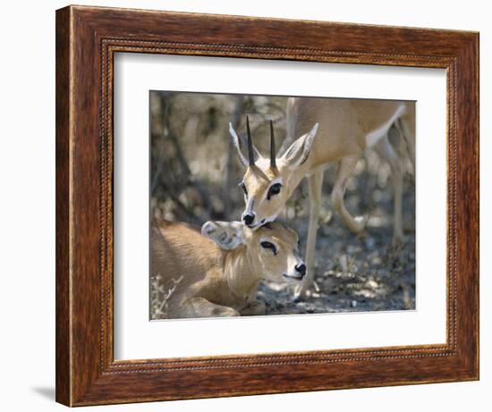 Steenboks-null-Framed Photographic Print