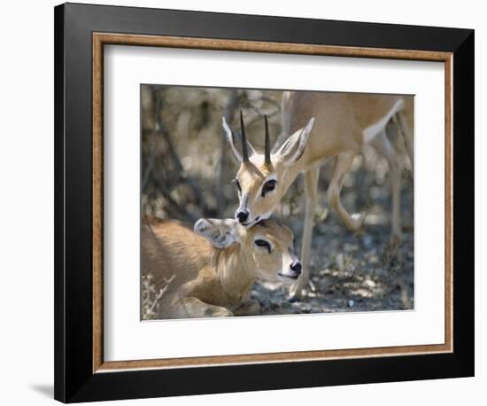 Steenboks-null-Framed Photographic Print