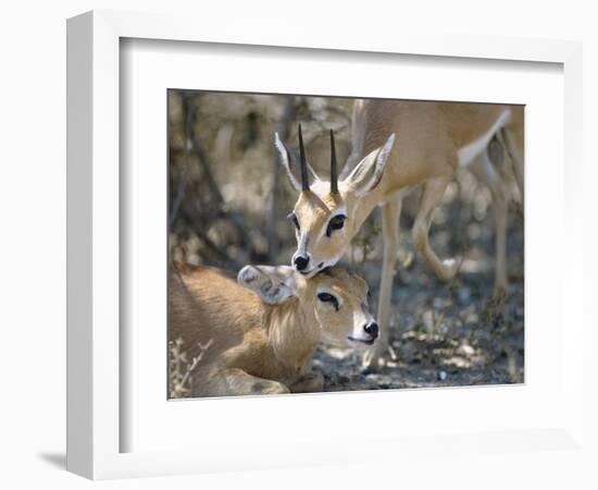 Steenboks-null-Framed Photographic Print