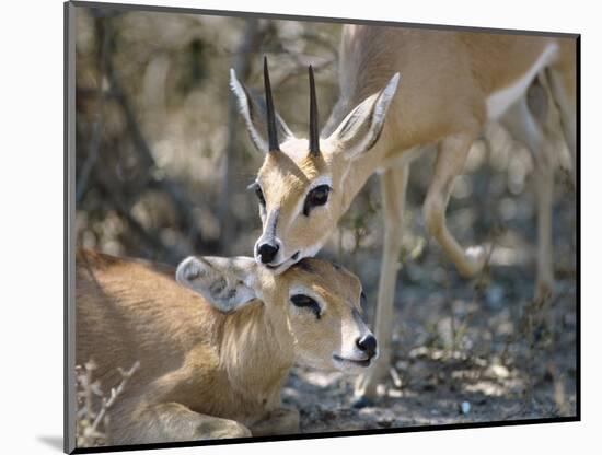 Steenboks-null-Mounted Photographic Print