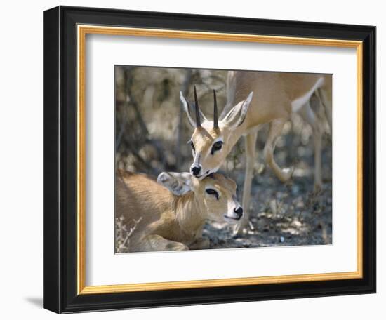 Steenboks-null-Framed Photographic Print