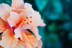 Orange Hibiscus Flower in Hawaii.-Steener-Laminated Photographic Print