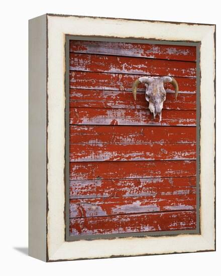 Steer Skull Hanging on a Barn Wall-Stuart Westmorland-Framed Premier Image Canvas