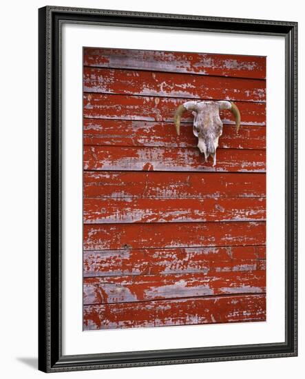 Steer Skull Hanging on a Barn Wall-Stuart Westmorland-Framed Photographic Print