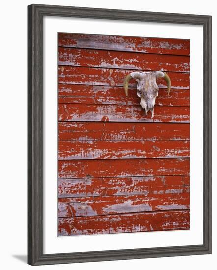 Steer Skull Hanging on a Barn Wall-Stuart Westmorland-Framed Photographic Print