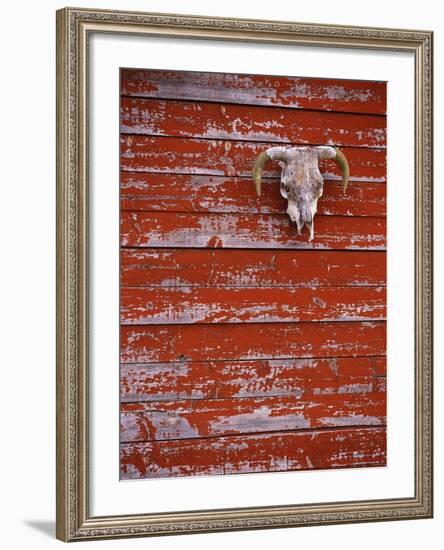 Steer Skull Hanging on a Barn Wall-Stuart Westmorland-Framed Photographic Print