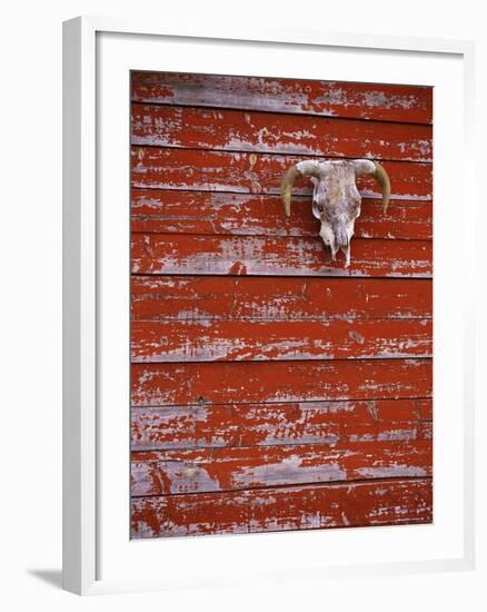 Steer Skull Hanging on a Barn Wall-Stuart Westmorland-Framed Photographic Print