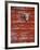 Steer Skull Hanging on a Barn Wall-Stuart Westmorland-Framed Photographic Print