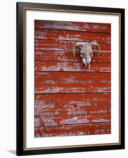 Steer Skull Hanging on a Barn Wall-Stuart Westmorland-Framed Photographic Print