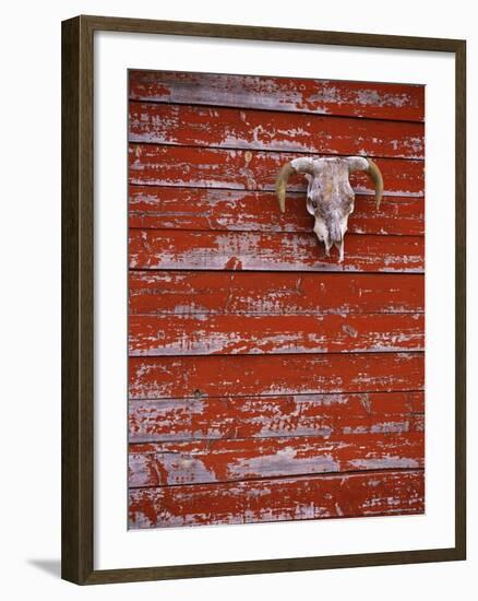 Steer Skull Hanging on a Barn Wall-Stuart Westmorland-Framed Photographic Print