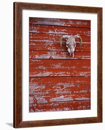 Steer Skull Hanging on a Barn Wall-Stuart Westmorland-Framed Photographic Print