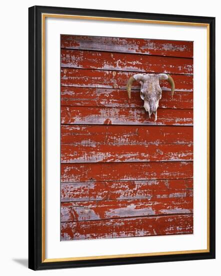 Steer Skull Hanging on a Barn Wall-Stuart Westmorland-Framed Photographic Print