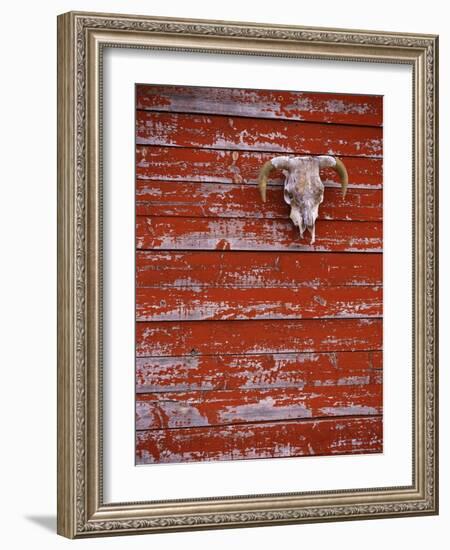 Steer Skull Hanging on a Barn Wall-Stuart Westmorland-Framed Photographic Print