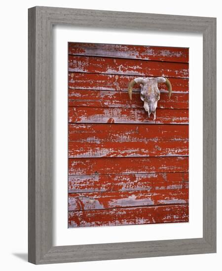 Steer Skull Hanging on a Barn Wall-Stuart Westmorland-Framed Photographic Print