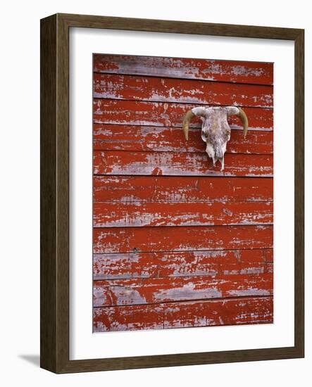 Steer Skull Hanging on a Barn Wall-Stuart Westmorland-Framed Photographic Print