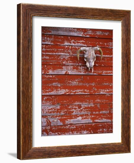 Steer Skull Hanging on a Barn Wall-Stuart Westmorland-Framed Photographic Print