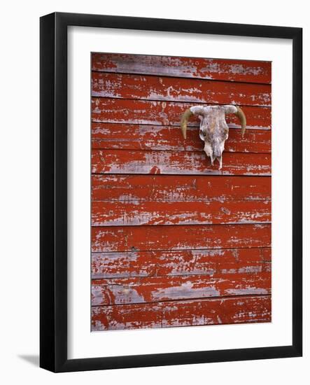 Steer Skull Hanging on a Barn Wall-Stuart Westmorland-Framed Photographic Print