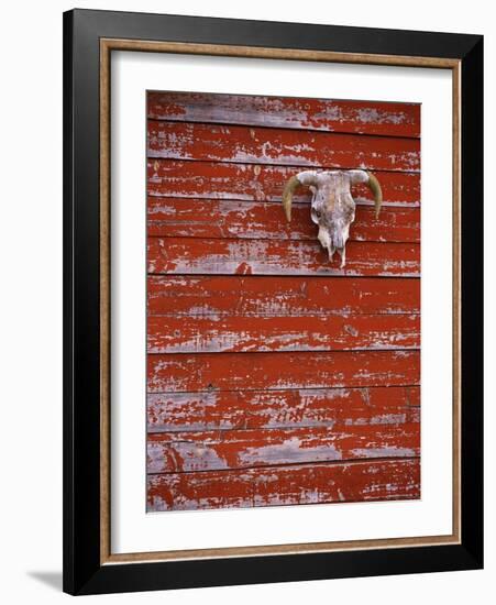 Steer Skull Hanging on a Barn Wall-Stuart Westmorland-Framed Photographic Print