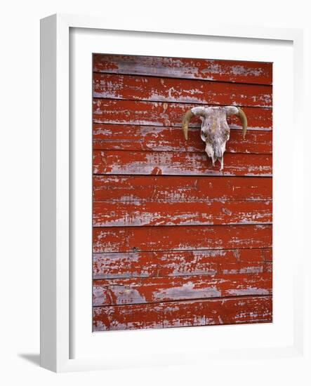 Steer Skull Hanging on a Barn Wall-Stuart Westmorland-Framed Photographic Print