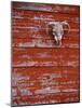 Steer Skull Hanging on a Barn Wall-Stuart Westmorland-Mounted Photographic Print