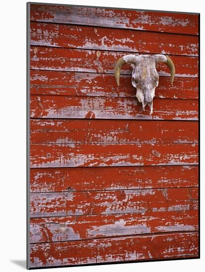 Steer Skull Hanging on a Barn Wall-Stuart Westmorland-Mounted Photographic Print