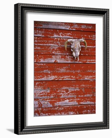 Steer Skull Hanging on a Barn Wall-Stuart Westmorland-Framed Photographic Print