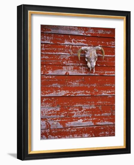 Steer Skull Hanging on a Barn Wall-Stuart Westmorland-Framed Photographic Print