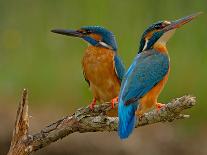 Kingfisher (Alcedo Atthis)-Stefan Benfer-Premier Image Canvas