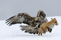 Golden Eagle (Aquila Chrysaetos) Adult Defending Carcass from Red Fox (Vulpes Vulpes), Bulgaria-Stefan Huwiler-Framed Premier Image Canvas