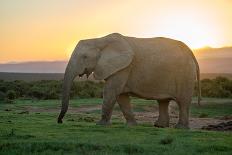 Elephant Travels in Sunset, South Africa, Addo Elephant Park-Stefan Oberhauser-Photographic Print