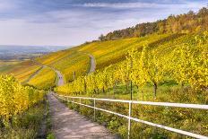 Vineyard Kappelberg, Herbst, Baden-Wurttemberg, Germany, Europe-Stefan Schurr-Photographic Print