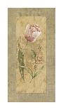 Antique Tulip-Stefania Carlini-Giclee Print