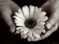 Daisy Cupped in Tired Hands-Stefanie Schneider-Photographic Print