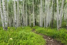 Hiking in the Aspen Trees Forest on the Trail to the American Lake.-Stefano Amantini-Photographic Print