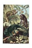 Chameleons or Chamaeleons by Alfred Edmund Brehm-Stefano Bianchetti-Giclee Print