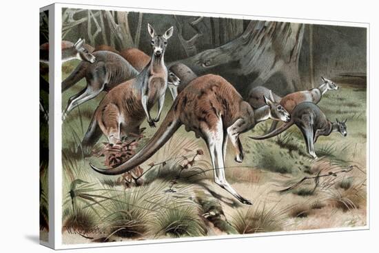Stretched Canvas Print, , large