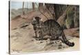 Stretched Canvas Print