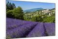 Photographic Print