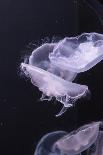 Moon Jellyfish, Aurelia Aurita-steffstarr-Framed Premier Image Canvas