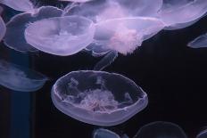 Moon Jellyfish, Aurelia Aurita-steffstarr-Framed Premier Image Canvas