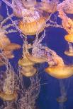 Moon Jellyfish, Aurelia Aurita-steffstarr-Photographic Print