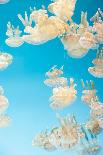 Pacific Sea Nettle Jellyfish, Chrysaora Fuscescens-steffstarr-Photographic Print